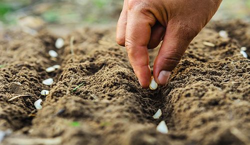 préparation de potager à Douai