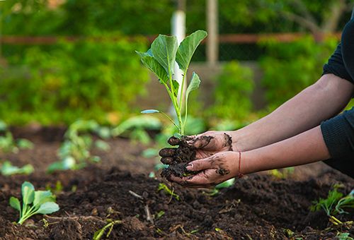 préparation de potager à Somain