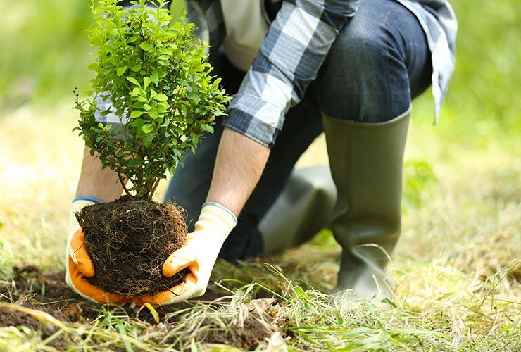 Plantation de plantes près de Douai